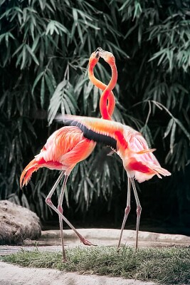 Two flamingoes