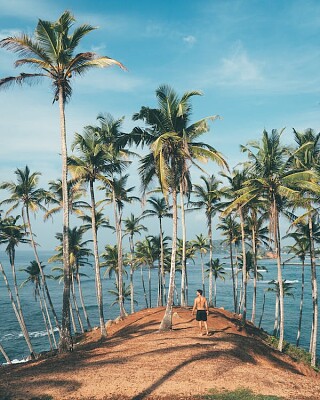 Islander with palms