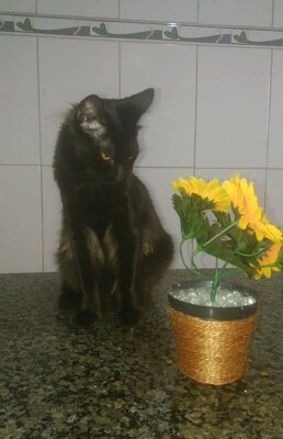 gato flor