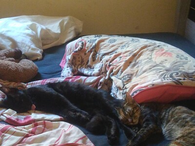 gato lingua