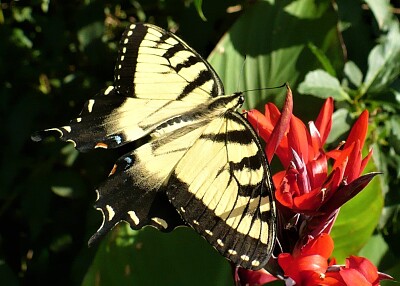 פאזל של photogenic butterfly