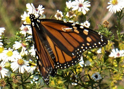 פאזל של butterfly