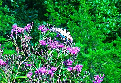 butterfly2 jigsaw puzzle