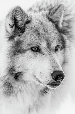 Wolf Sketch jigsaw puzzle