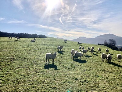 פאזל של Moutons dans la prairie