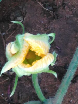 פאזל של flor de zapallo