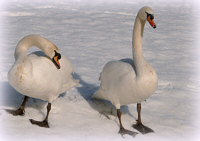 Cygnes en hiver jigsaw puzzle