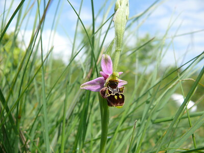 orchidée sauvage