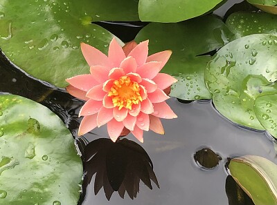 Water lily after rain