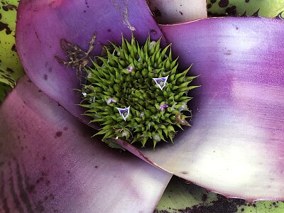 פאזל של Bromeliad, purple 1