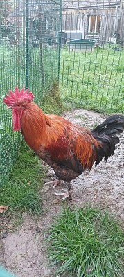 Le coq Picki