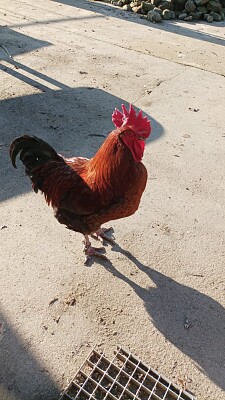 Le coq Avril