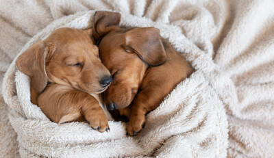 Two Tiny Pups jigsaw puzzle