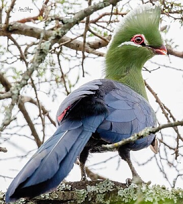 פאזל של oiseaux