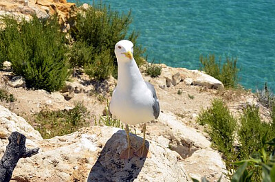 a
