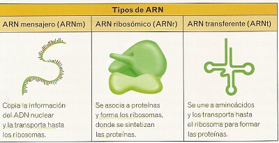 פאזל של ARN CLASES