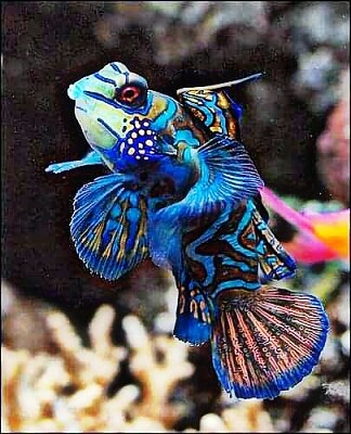 פאזל של pez colorido