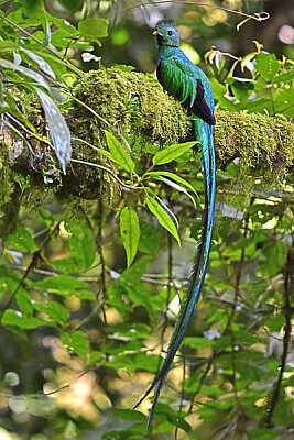 Resplendent Quetzal