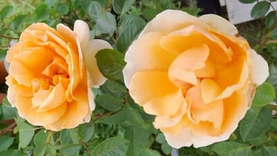 Rosas amarillas