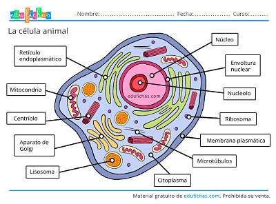 Celula