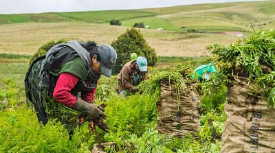 mujeres campesinas jigsaw puzzle