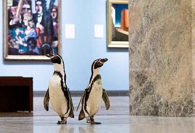 פאזל של Penguins tour museum
