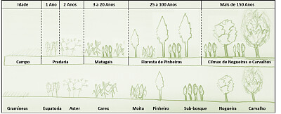 Sucessão Ecológica jigsaw puzzle