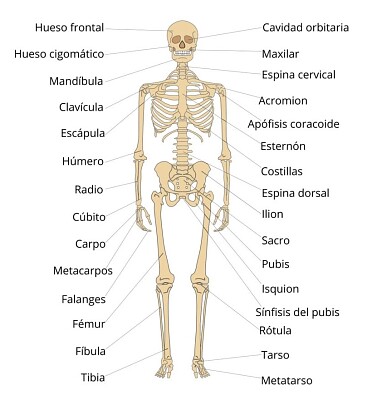 Intervenir molino seno Rompecabezas de Esqueletos | JSPuzzles.com