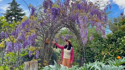 Wisteria arch