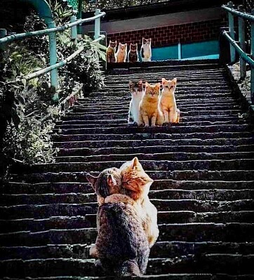 gato
