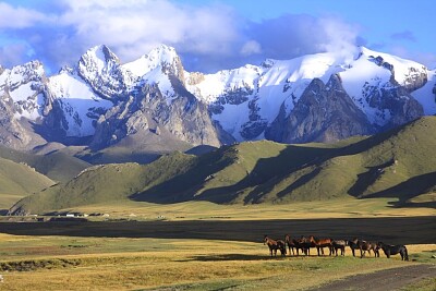 פאזל של Kirghystan horses