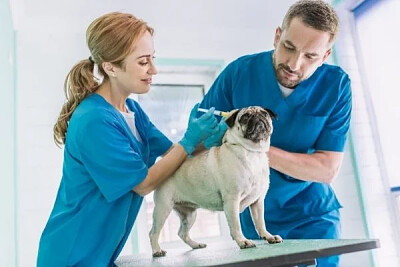 VETERINARIO