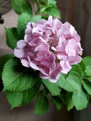 Hortensia