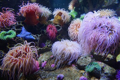 פאזל של Sea anemones