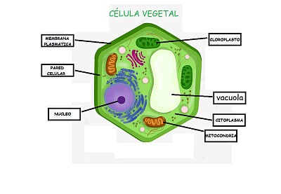 פאזל של biologia