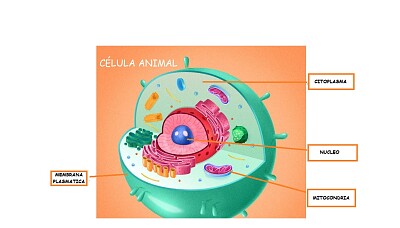 biologia