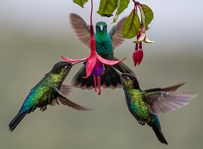 פאזל של Hummingbirds with fuschia