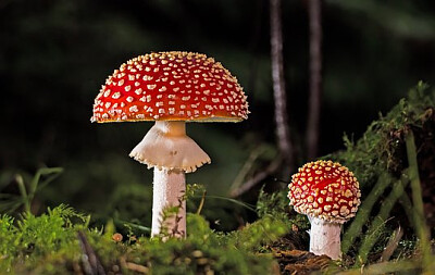 a jigsaw puzzle
