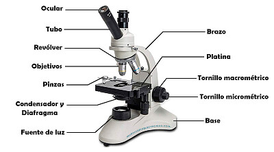 פאזל של Microscopio