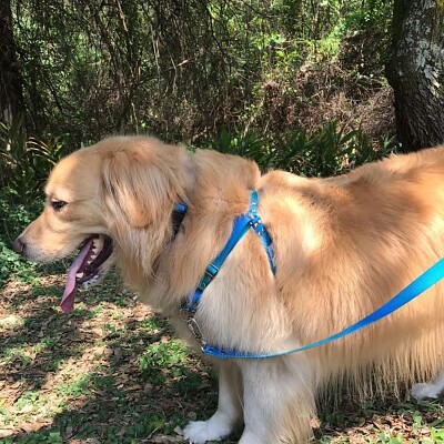 Golden FRED com o peitoral da FRIP   'S