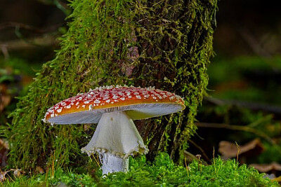 a jigsaw puzzle
