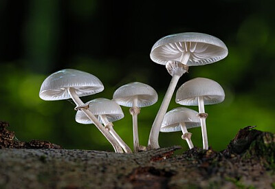 a jigsaw puzzle
