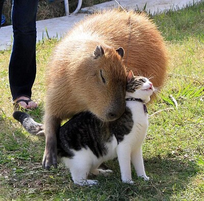 capivara e gatinho fofo