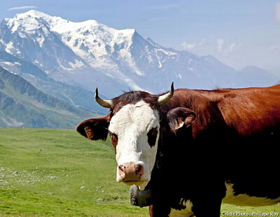 Vache en montagne