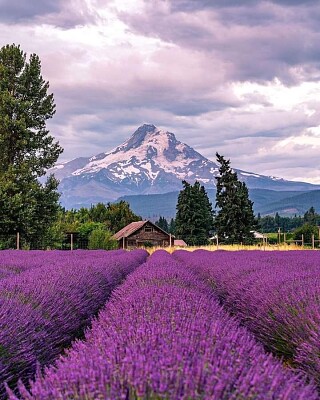 פאזל של Lavender fields