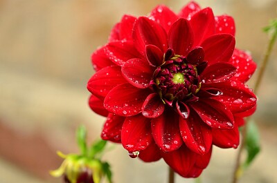 Red Flower jigsaw puzzle