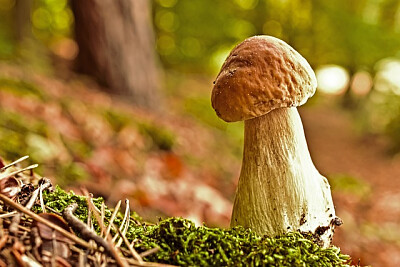 a jigsaw puzzle