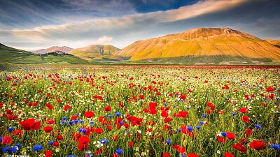 Coquelicots, bleuets et marguerites