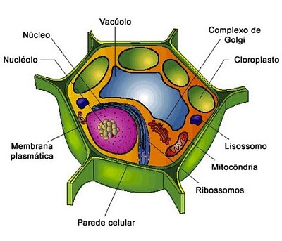 פאזל של celula