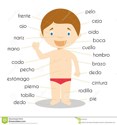 cuerpo humano jigsaw puzzle